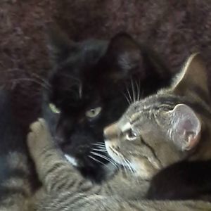 Meet your Posher, June